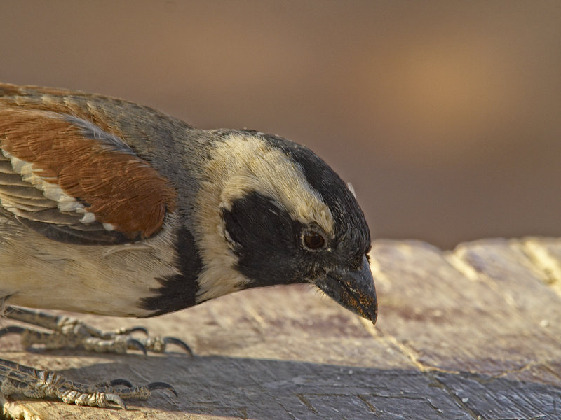 Sossusvlei, Weaver Bird